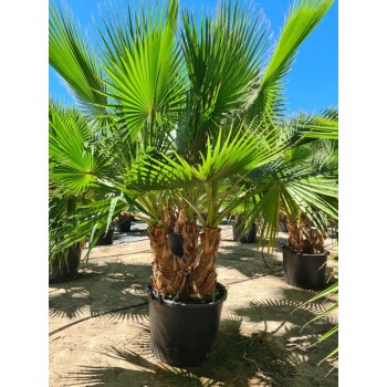 Washingtonia robusta multi troncos CT S (B) -5º/-8º